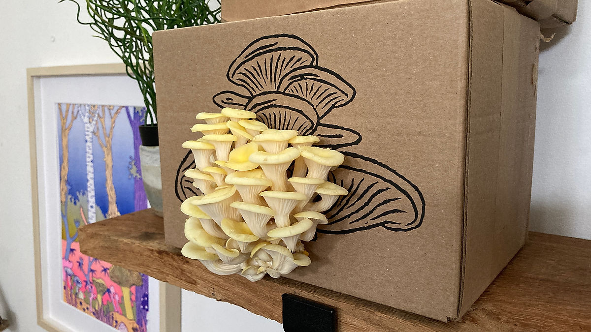 Yellow Oyster Mushroom Growing Kit